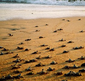 Черепаховые фермы на Шри Ланке